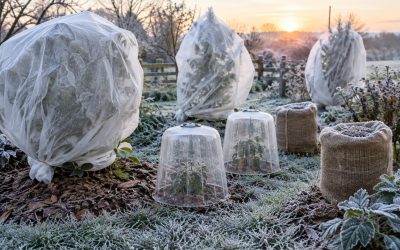 Protection des plantes contre le gel en hiver