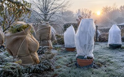Protection des plantes contre le gel en hiver